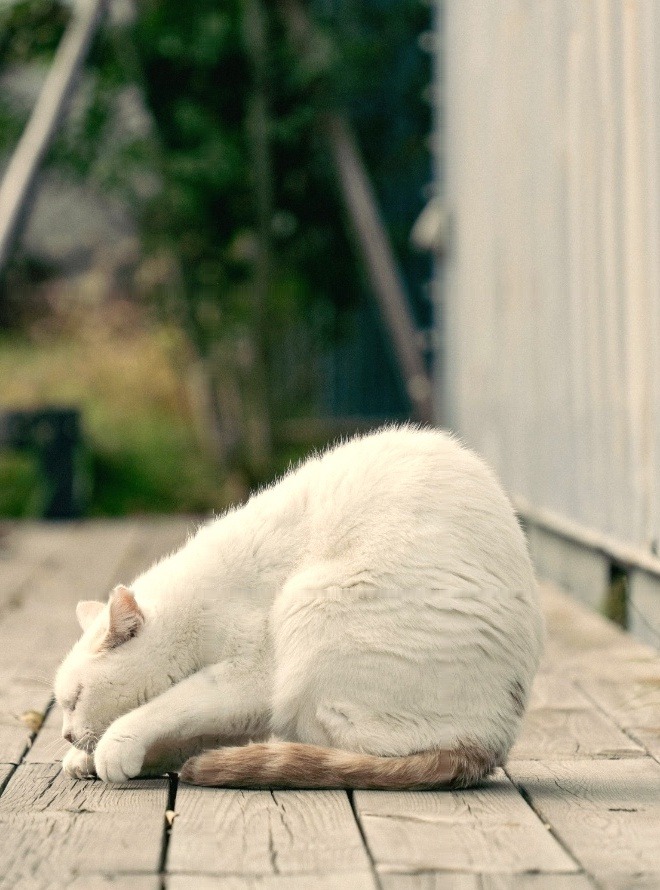 加工前のサンプル写真(白猫)
